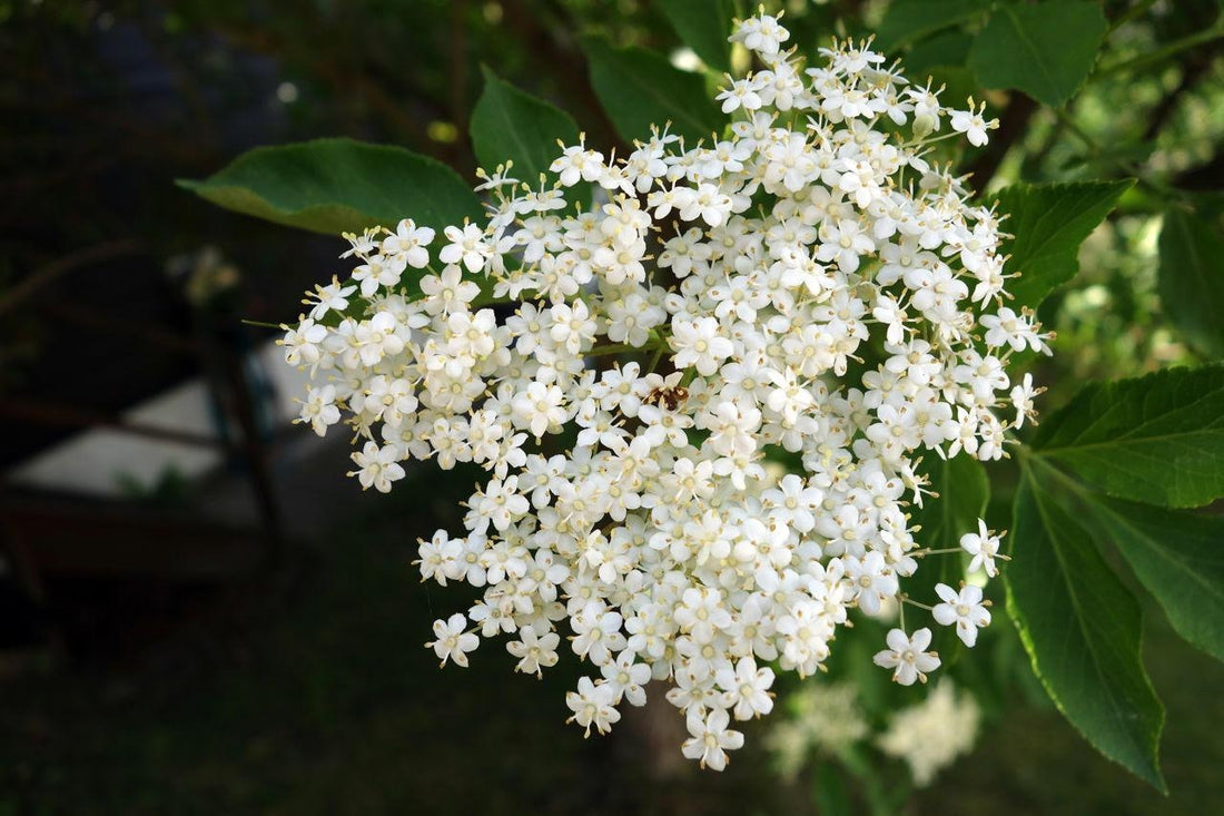 Elder