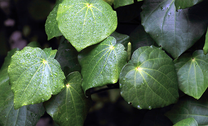 Kawakawa