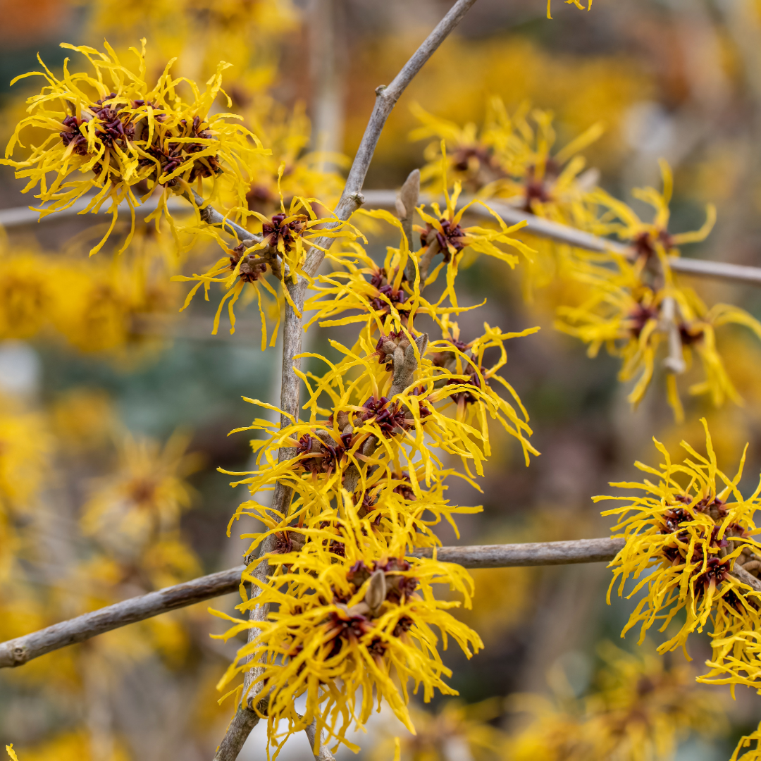 Witch Hazel