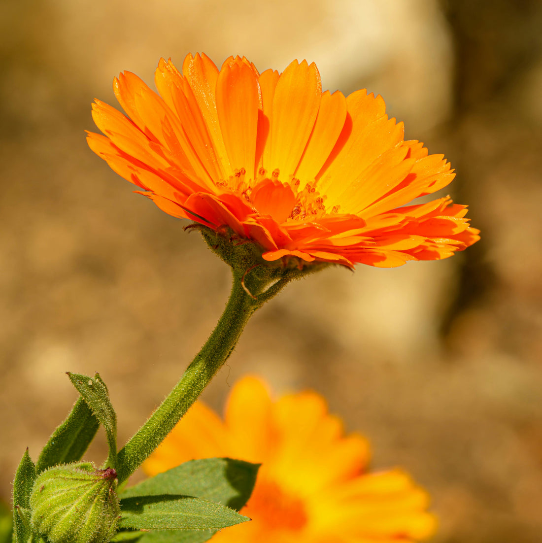 Calendula