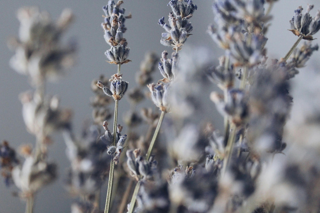 Lavender